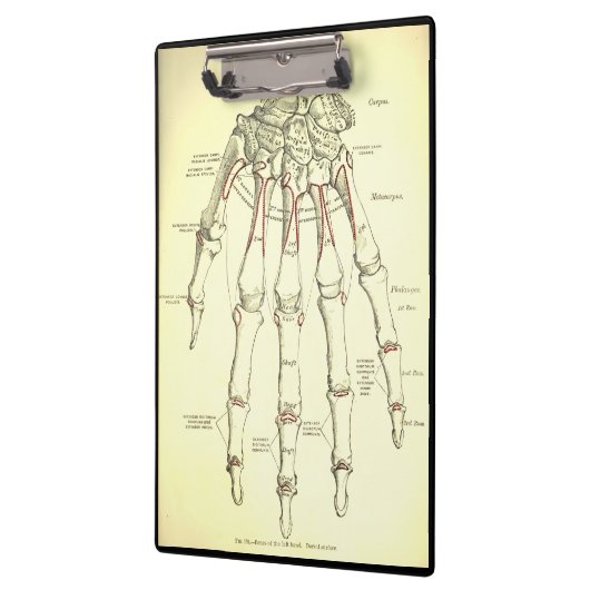  anatomie | Botten van de hand Klembord (Links)