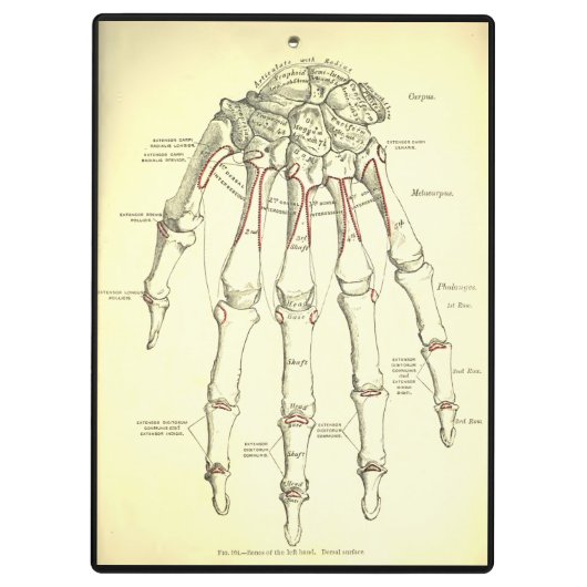 anatomie | Botten van de hand Klembord (Achterkant)