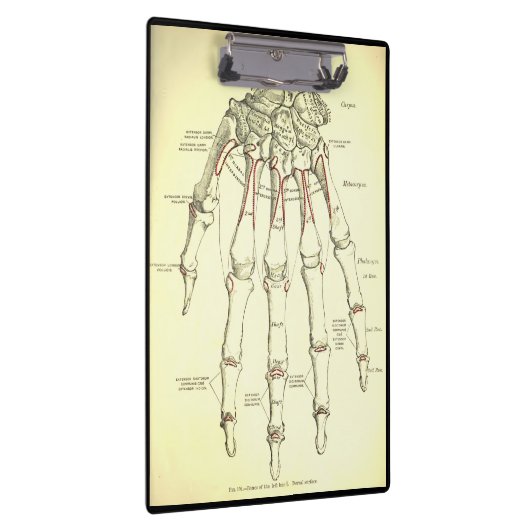  anatomie | Botten van de hand Klembord (Rechts)