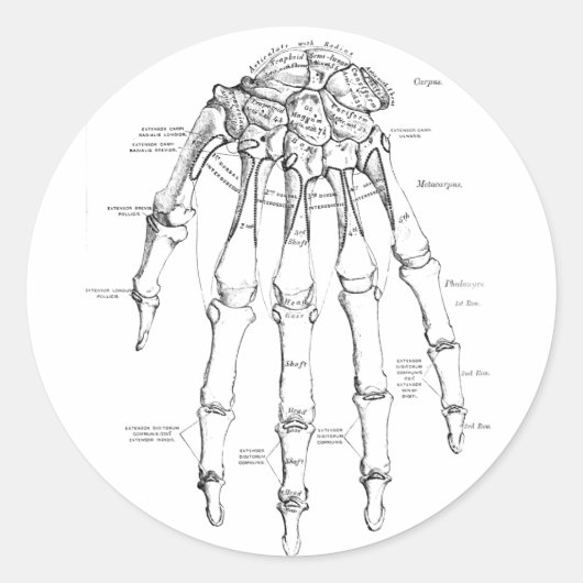 anatomie | Botten van de hand Ronde Sticker (Voorkant)