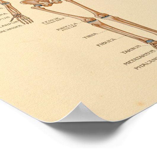 Anatomie Botten van het menselijk skelet Poster (Hoek)