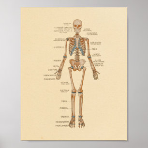 Anatomie Botten van het menselijk skelet Poster