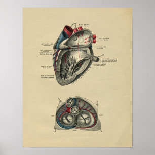 Anatomie cardiaque humaine 1902 Impression Vintage