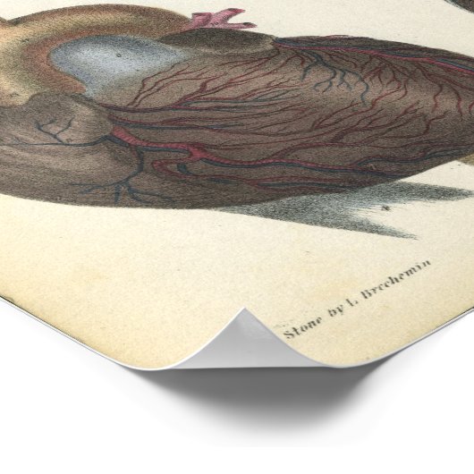 Anatomie cardiaque Impression Vintage (Coin)