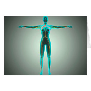 Anatomie de corps féminin avec des artères et de