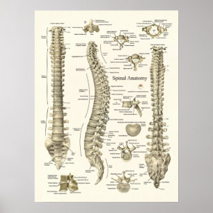 Anatomie de la colonne vertébrale Poster Chiroprat