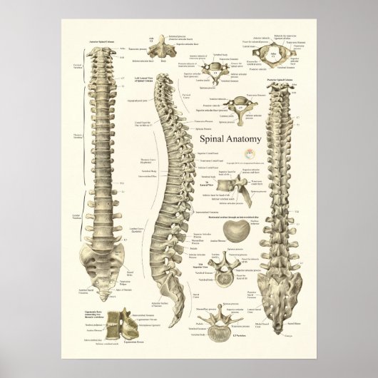 Anatomie de la colonne vertébrale Poster Chiroprat (Devant)