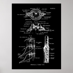 Anatomie de la colonne vertébrale Poster Médicale