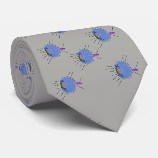 Anatomie de la Cravate oculaire (Roulé)