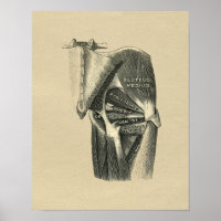 Anatomie de la hanche humaine 1902 Impression Vint