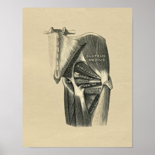 Anatomie de la hanche humaine 1902 Impression Vint (Devant)