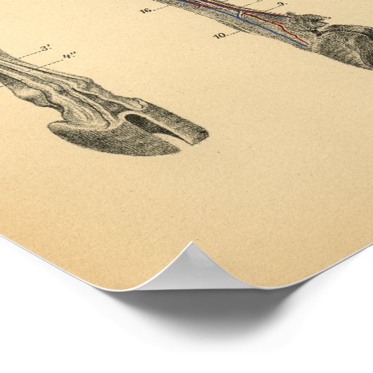 Anatomie de la jambe de boeuf Ox 1908 Impression V (Coin)