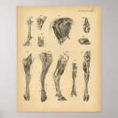 Anatomie de la jambe de boeuf Ox 1908 Impression V (Devant)