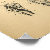 Anatomie de la jambe de cheval 1908 Impression Vin (Coin)