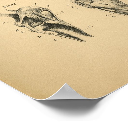 Anatomie de la jambe de cheval 1908 Impression Vin (Coin)