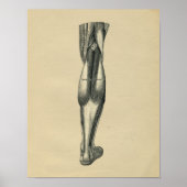 Anatomie de la jambe humaine 1902 Impression Vinta (Devant)