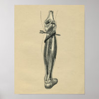 Anatomie de la jambe humaine 1902 Impression Vinta