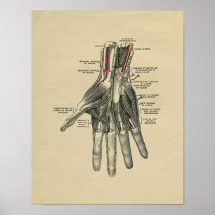 Anatomie de la main humaine 1902 Impression Vintag