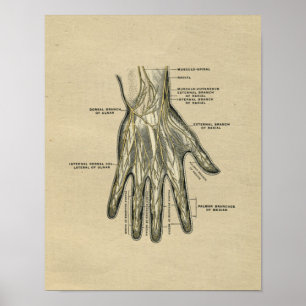 Anatomie de la main humaine 1902 Impression Vintag