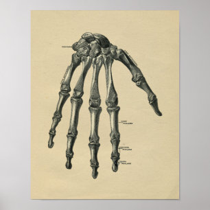 Anatomie de la main humaine 1902 Impression Vintag