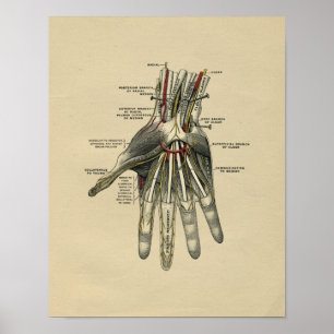Anatomie de la main humaine 1902 Impression Vintag
