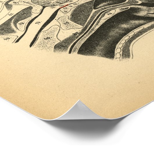 Anatomie de la tête de cheval 1908 Impression Vint (Coin)