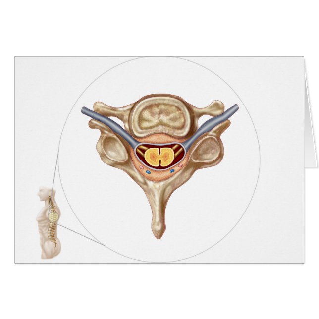 Anatomie De La Vertebra Humaine (Devant horizontal)