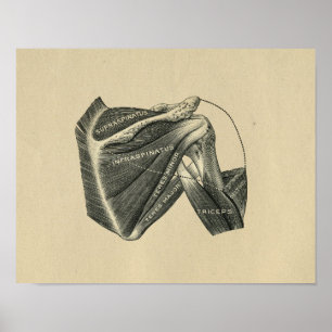 Anatomie de l'épaule humaine 1902 Impression Vinta