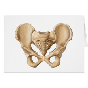Anatomie De L'Os Pelvique Humain 1