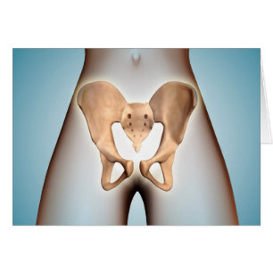 Anatomie De L'Os Pelvique Sur Le Corps Féminin