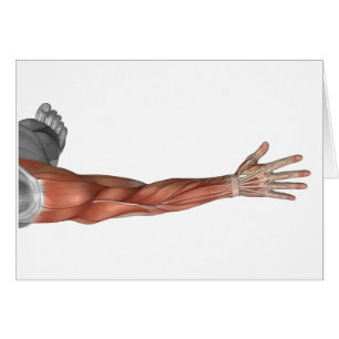 Anatomie de muscle du bras humain, vue postérieur