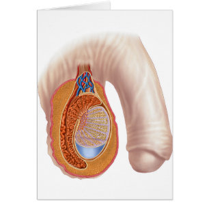 Anatomie Des Hommes Testis