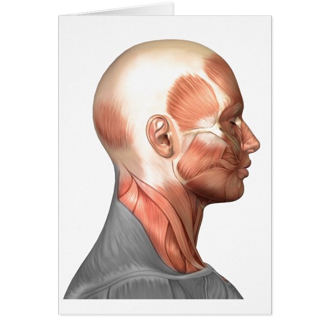 Anatomie Des Muscles Du Visage Humain, Vue De Côté (Devant)