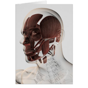 Anatomie Des Muscles Faciaux Hommes, Vue De Côté