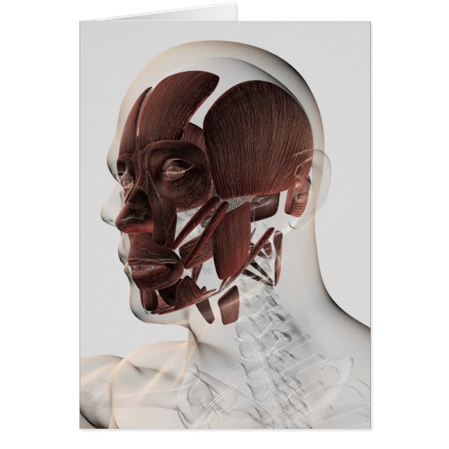 Anatomie Des Muscles Faciaux Hommes, Vue De Côté (Devant)