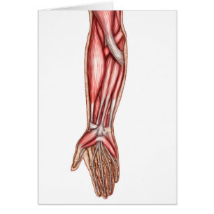 Anatomie des muscles humains 2 d'avant-bras
