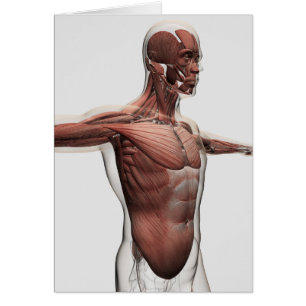 Anatomie Des Muscles Masculins Dans Le Corps Supér