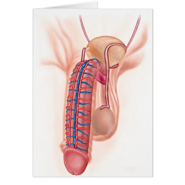 Anatomie Des Organes De Reproduction Masculins (Devant)