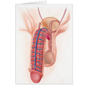 Anatomie des organes reproducteurs masculins