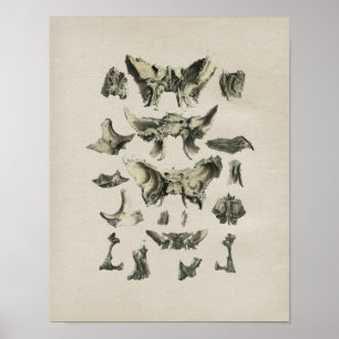 Anatomie des os crâniens humains Impression Vintag