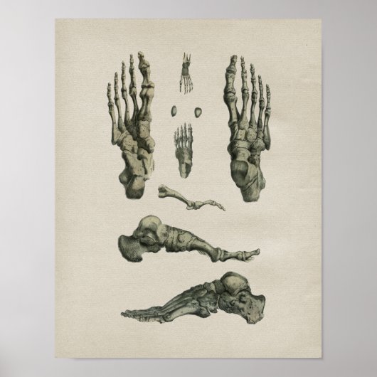 Anatomie des os de pieds humains Impression Vintag (Devant)