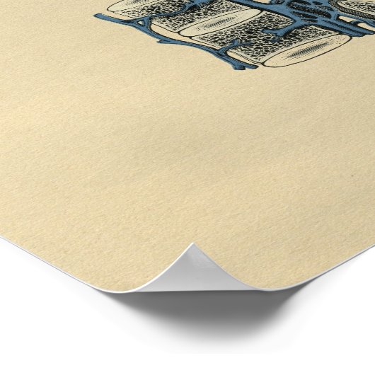 Anatomie des vertèbres humaines 1902 Impression Vi (Coin)