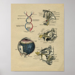 Anatomie des yeux humains 1902 Impression Vintage
