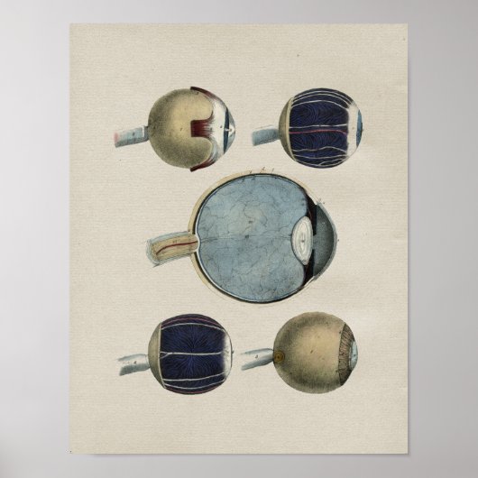 Anatomie des yeux humains Impression Vintage (Devant)