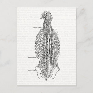 anatomie die de rug trekt briefkaart