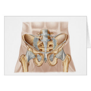 Anatomie d'os et de ligaments pelviens humains