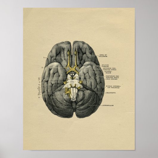 Anatomie du cerveau humain 1902 Impression Vintage (Devant)