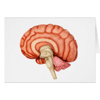 Anatomie Du Cerveau Humain, Vue Secondaire 1