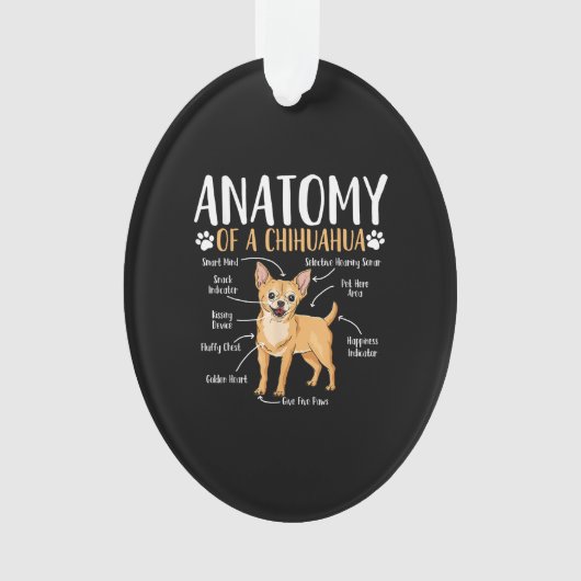 Anatomie du Chihuahua (devant)