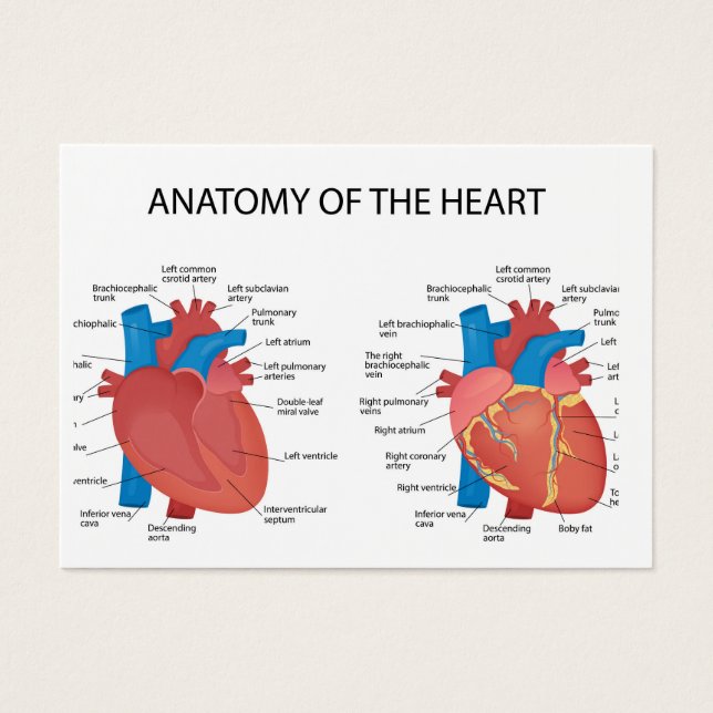Anatomie du coeur (Devant)